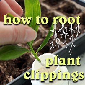 How to Root Plant Clippings