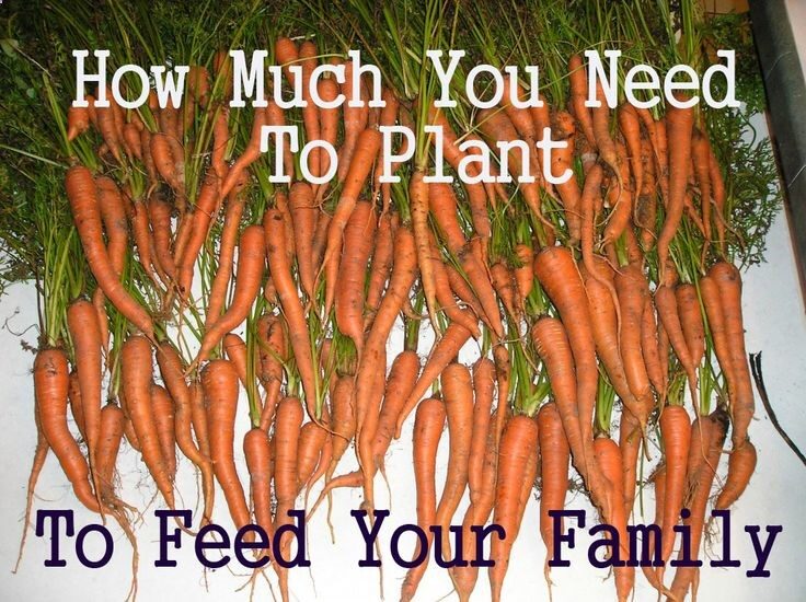 How Much To Plant To Feed Your Family