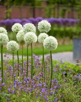 Allium Mount Everest Type: Bulbs Height: Tall 40 (Plant 8 apart) Bloom Time: Late Spring to Early Summer Sun-Shade: Full Sun Zones: 3-9 Soil Condition: Normal, Acidic Flower Color: White A late spring bloomer that has all white, baseball size flowers atop sturdy 3 stems. Mount Everest is spectacular when placed against a dark background. Features to Note: Rabbit Resistant Deer Resistant For a sunny spot Attracts Butterflies Hot Dry site tolerant