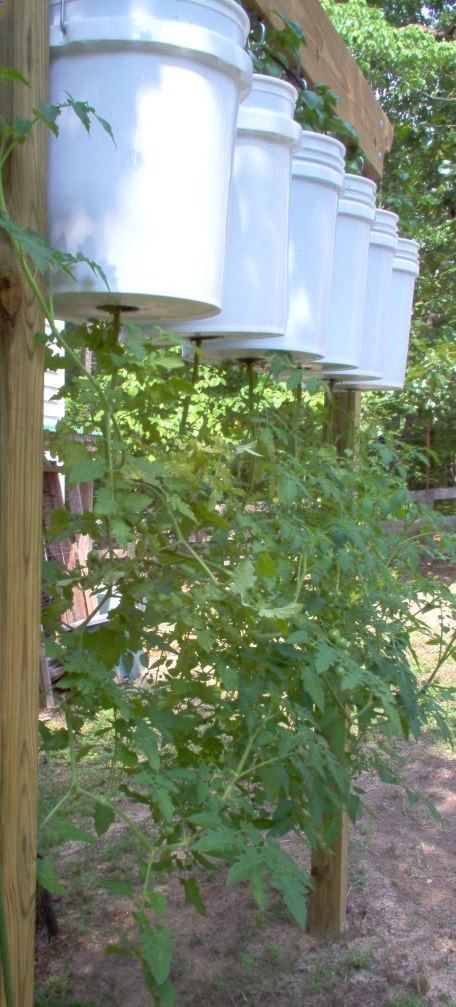 Something to do with my husbands hundreds of 5 gallon buckets that are in the garage! Growing tomatoes | growing tomatoes upside down!