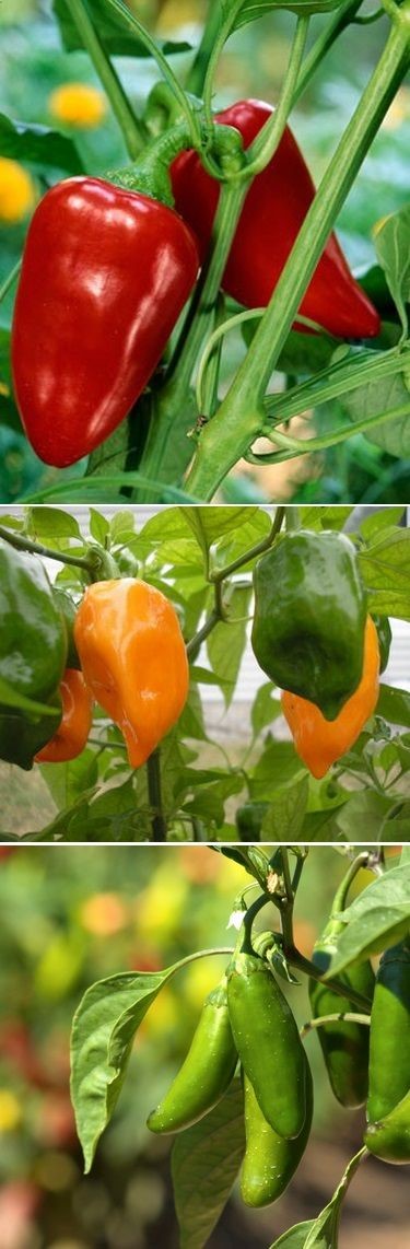 Alternative Gardning: growing peppers from seed