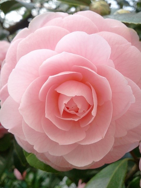 Lush, pink peony #flower in order for a flower to grow you have to nature it everyday and water it and give it sun. Slowly a seed becomes a flower and something beautiful comes from the seed. Nature has a lot to teach us nurture yourself, your life and your dreams and slowly your nurturing will produce something beautiful:)