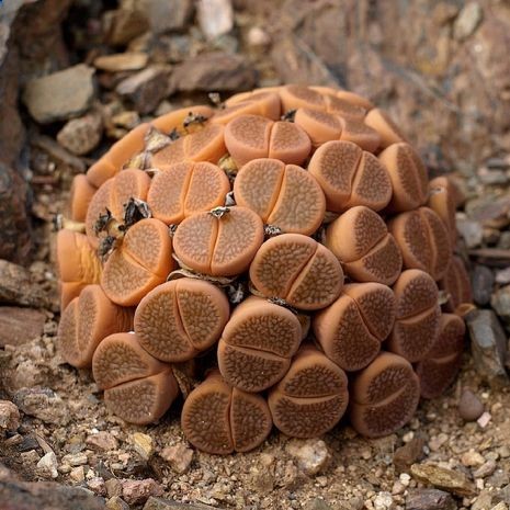 Lithops.