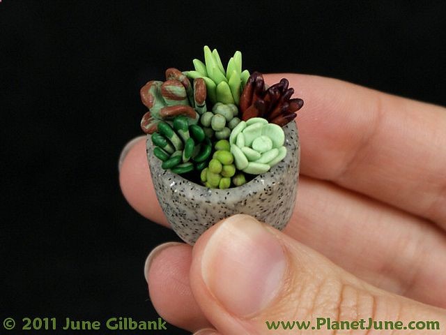 Succulents