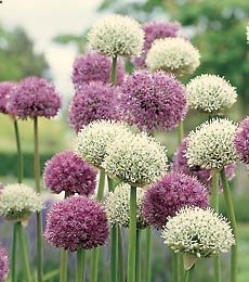 I LOVE allium. The genus Allium, the Latin means garlic, offers colorful, long-lasting forms that are standouts in the early-summer garden. Tuck Allium flower bulbs among clumps of summer-flowering perennials in a sunny location with well-drained , even sandy, soil. Deer, mice, chipmucks, and related predators generally avoid them.