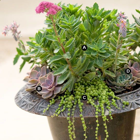 Super into succulents.