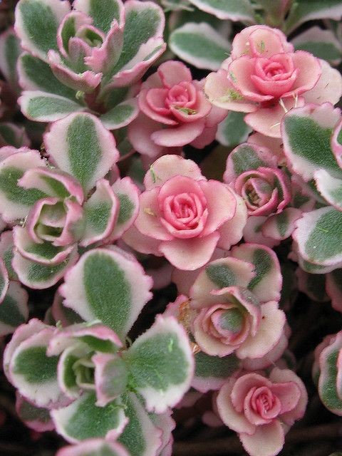Sedum spurium Tricolor..new growth looks like tiny roses, so pretty…I want!