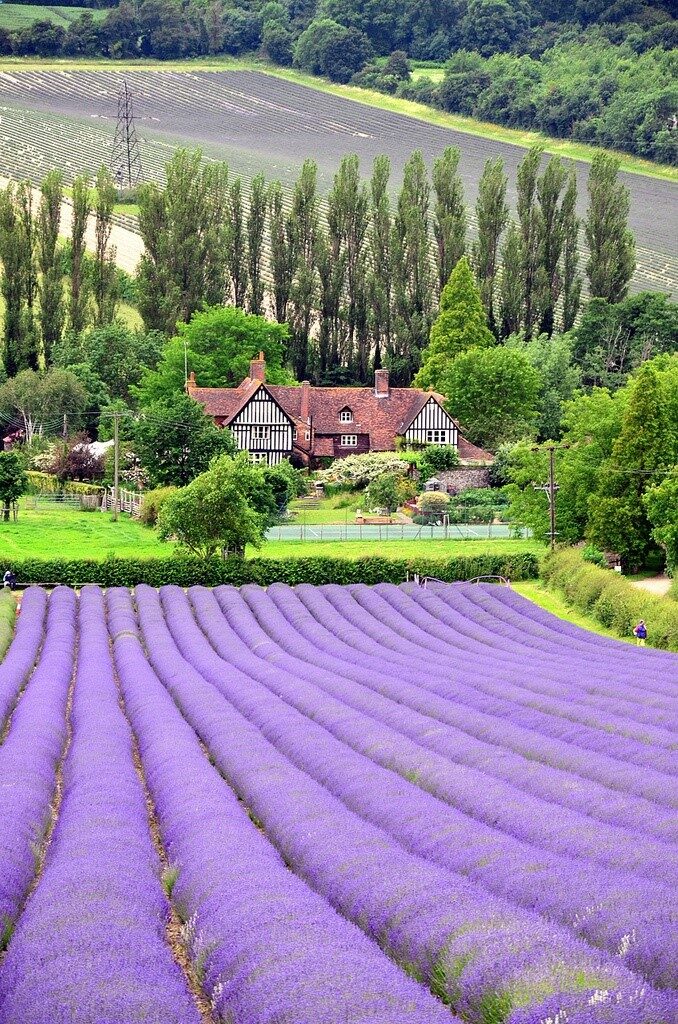 Lavender Fields