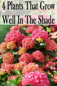 4 Plants that grow well in the shade