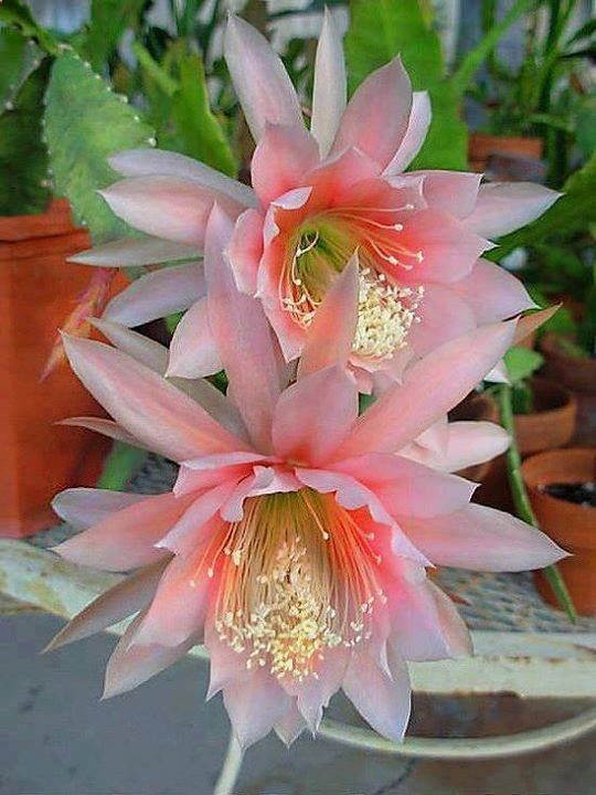 Cactus Flower