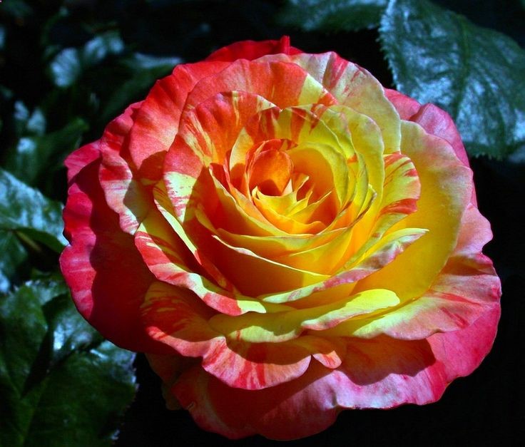 Multicolor Rose – Chihuly – C95-5-16-10DSCN5284_42573