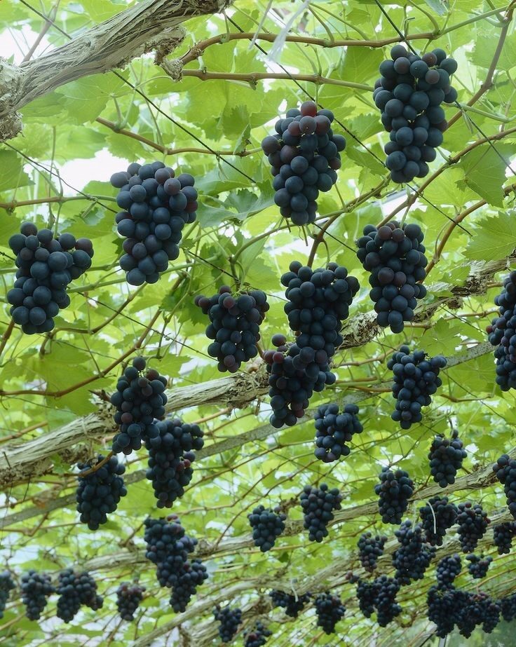 Growing grapes is as close as you can get to make wine from water. Here is how you should prune your grape vine to get better results.