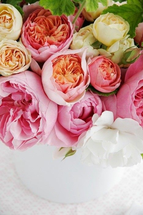 David Austin Roses