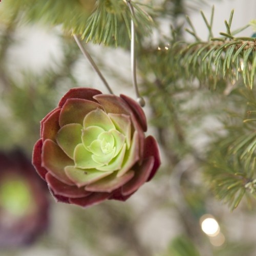Succulent Ornament by floragrubb: After the holiday, remove the cutting and plant it. Currently unavailable, but maybe a DIY. #Ornament #Succulent #floragrubb
