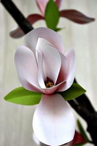 Pink Magnolia