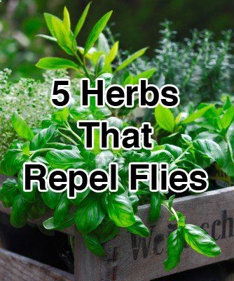 5 Herbs That Repel Flies