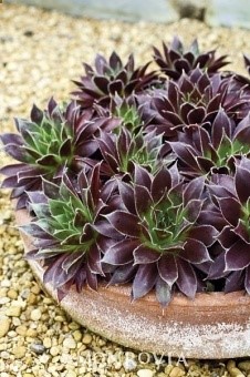 Sempervivum Black