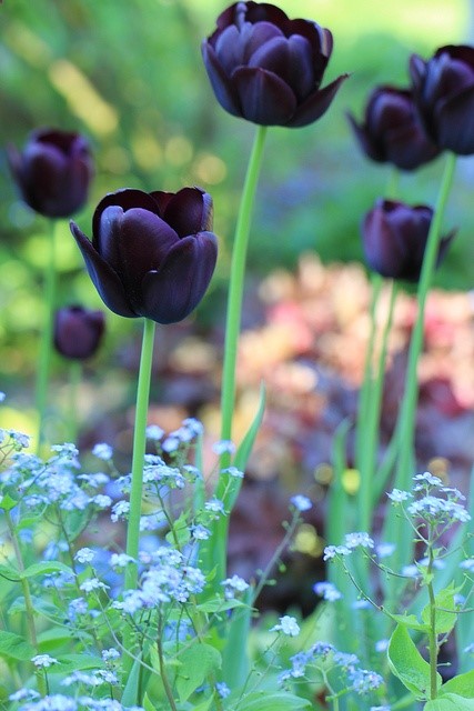 Queen of the Night Tulips