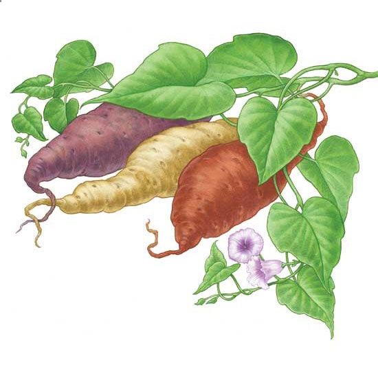 All About Growing Sweet Potatoes – Organic Gardening – MOTHER EARTH NEWS