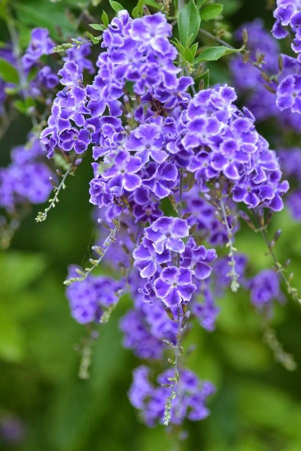 Purple Duranta
