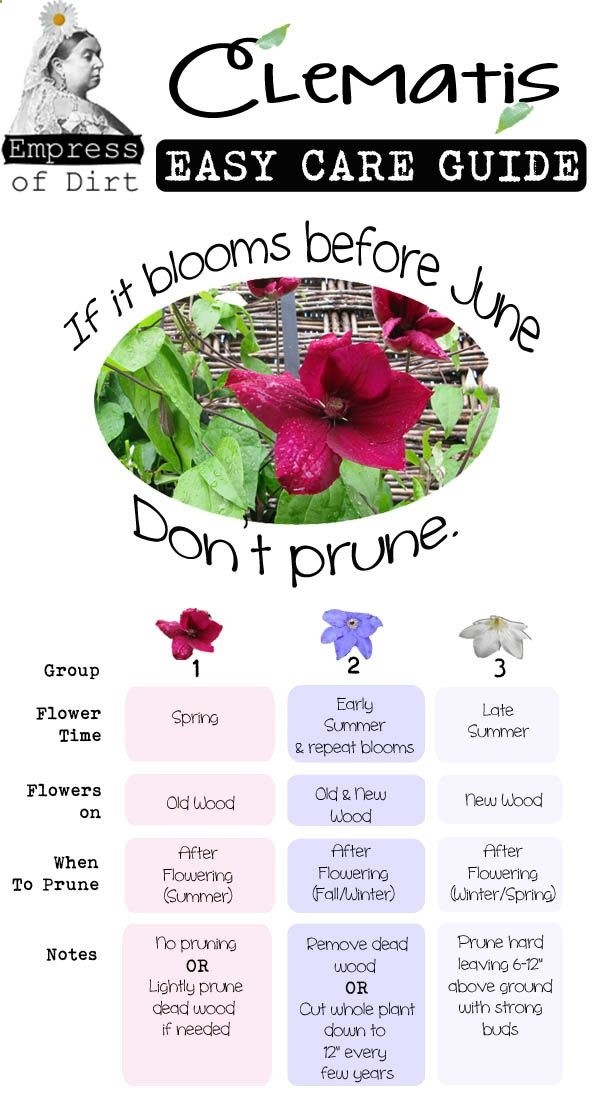 Clematis 101 Easy Care Guide