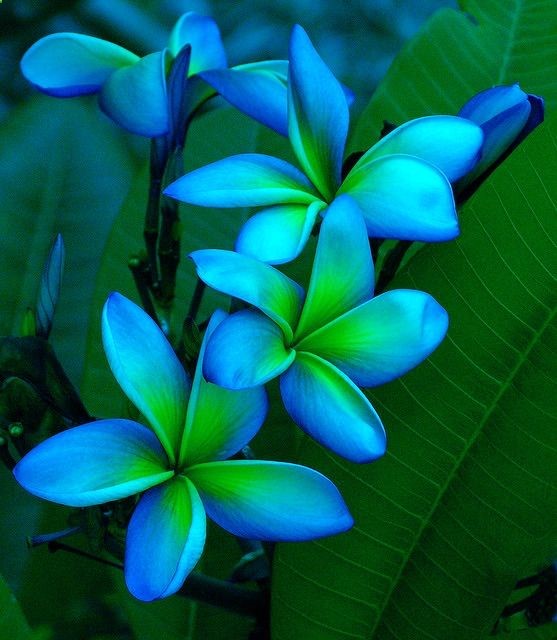 plumeria