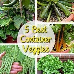 Here are my 5 favorite container vegetables for beginning gardeners, plus container gardening tips and tricks for a great harvest.
