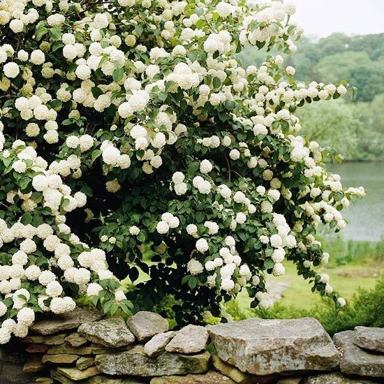 BHG list of flowering shrub hedges, great ideas for easy hedges. // Great Gardens  Ideas //