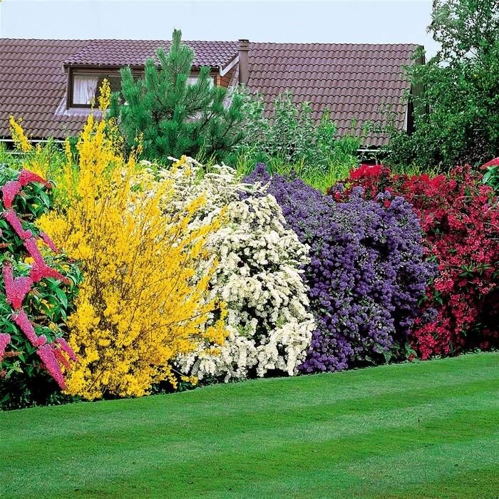 Flowering Shrubs Hedge – 5 hedge plants