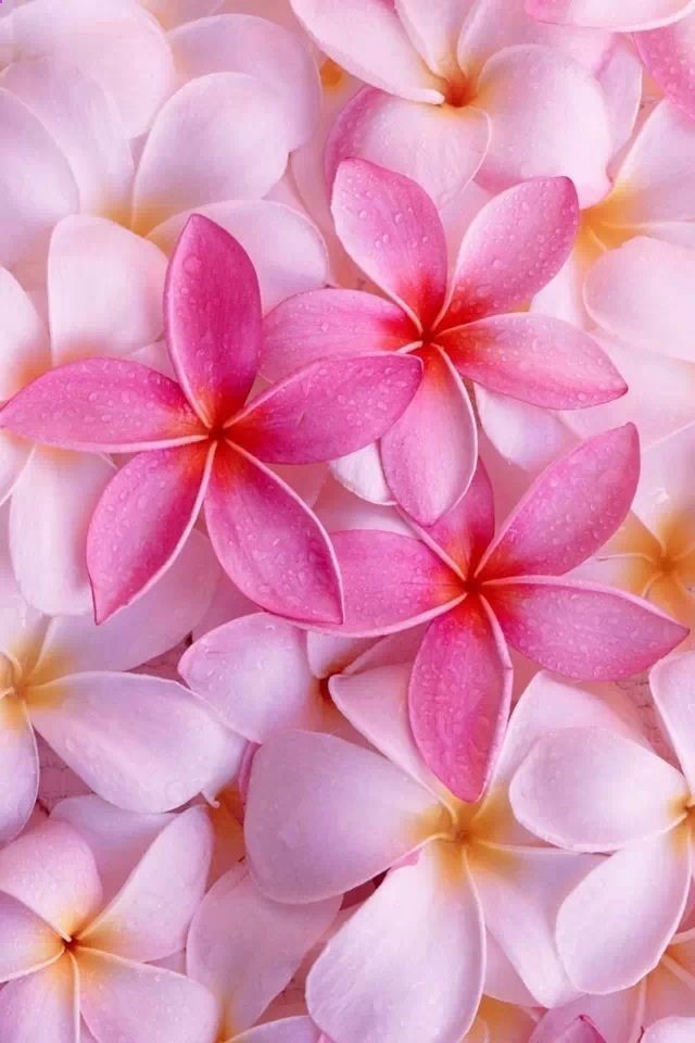 Plumeria!~ Id LOVE to grow these JUST so I can make lei necklaces for myself  whoever else I want. ;o) ;o) ;o)