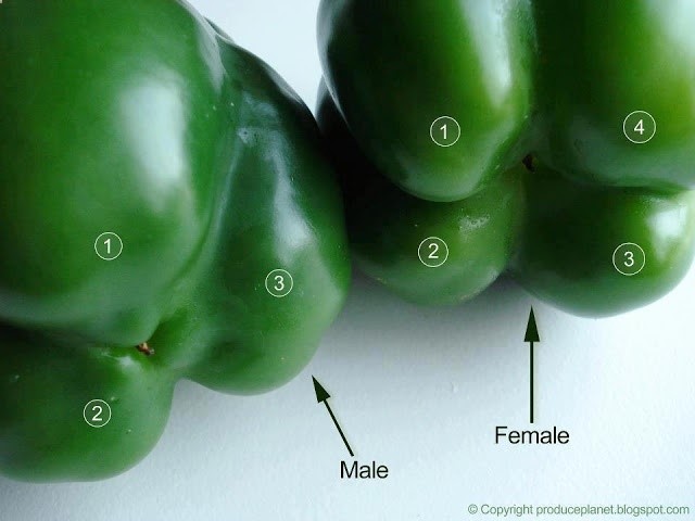 Flip the bell peppers over to check their gender. The ones with four bumps are female and those with three bumps are male. The female peppers are full of seeds, but sweeter and better for eating raw and the males are better for cooking. Never knew!