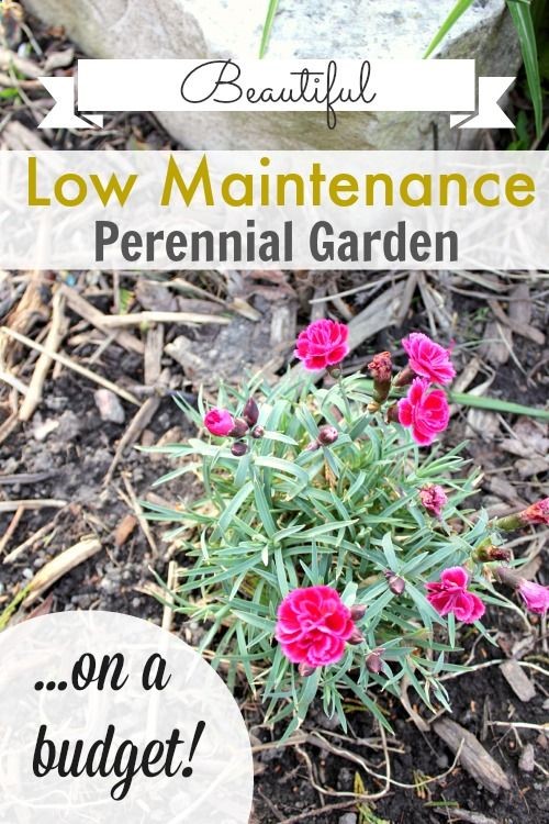 The Creek Line House: Low-Maintenance Perennial Garden on a Budget!