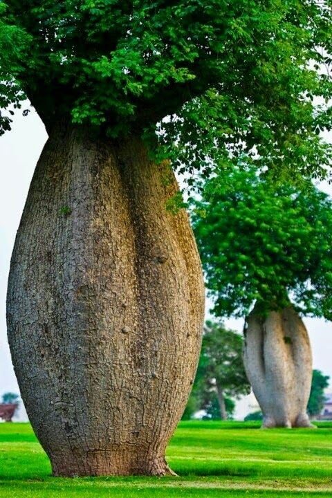 Toborochi Tree (Ceiba speciosa), native to central South America, also known as a bottle tree or drunken stick