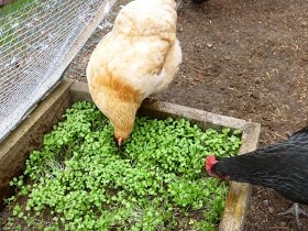 DIY Chicken Salad Bar for chickens! (If the ground around their coop ever gets bare, this would be a great idea!)