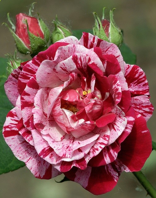 Ferdinand Pichard Rose