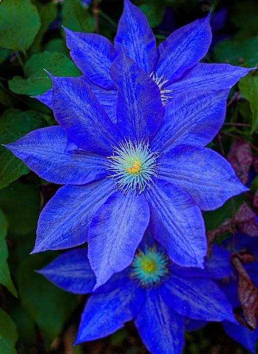 Blue Clematis – Another beautiful blue flower for summertime gardens – makes it feel cooler just being around them!