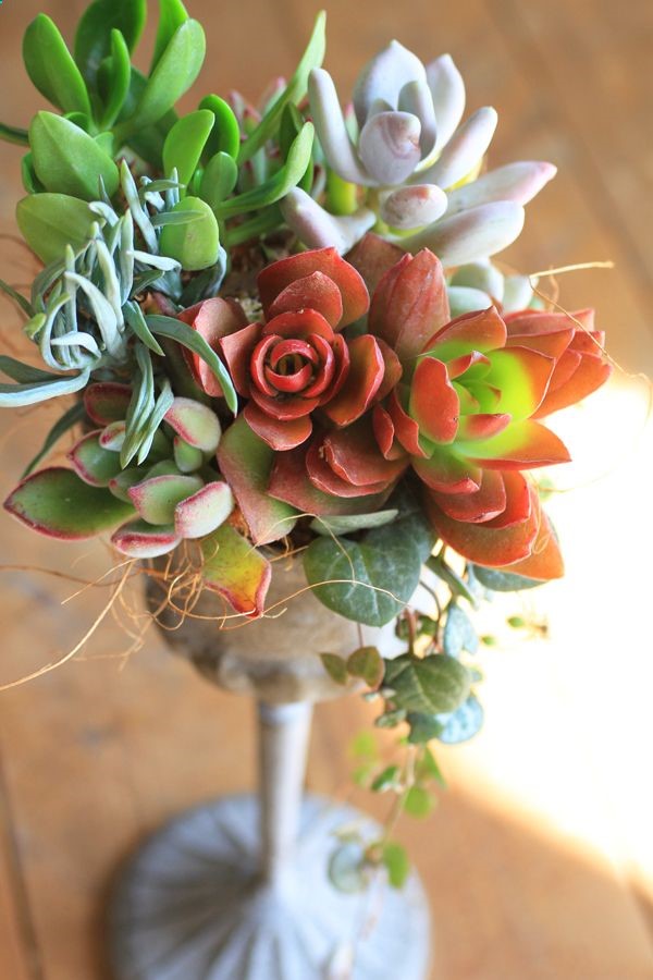 Succulent arrangement