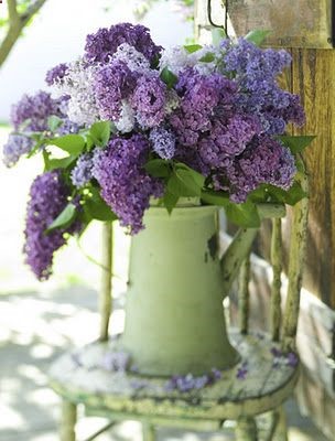 lilacs