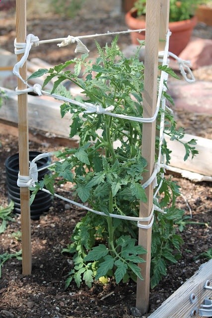 How to Stake Tomatoes the Rustic Sicilian Way – this even looks better than those wire tomato cages!