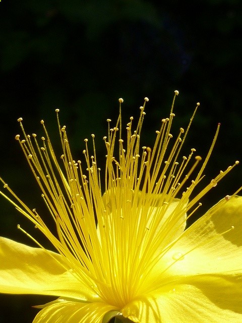 St Johns wort