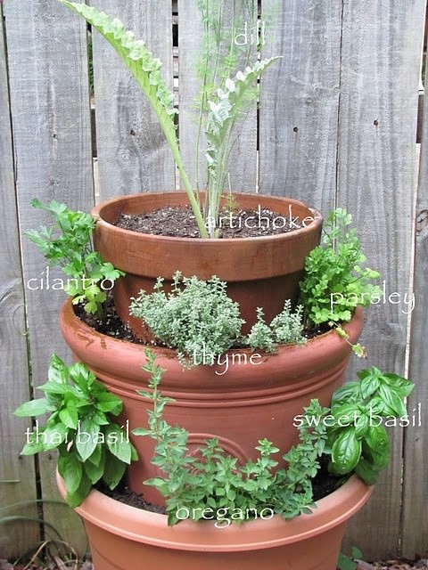Herbs