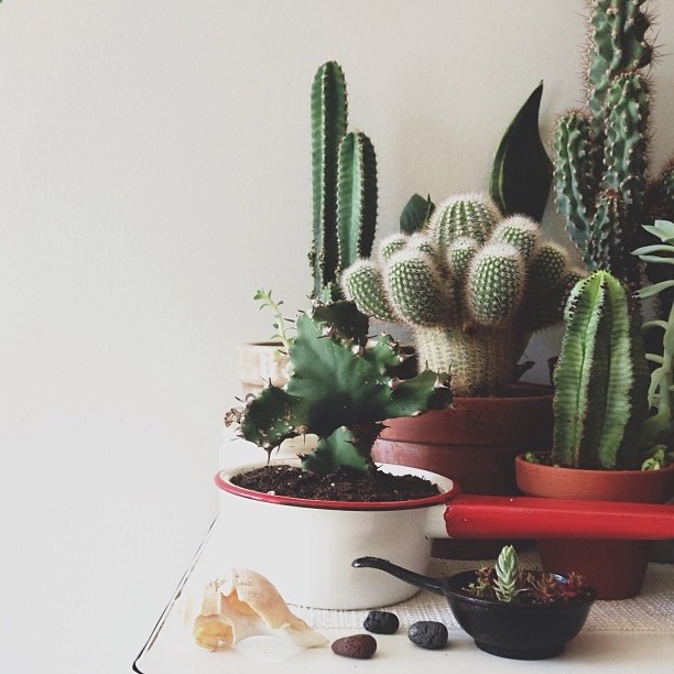 I never really used to like cacti and succulents, they didnt have pretty colors, but now i see that they have great textures and a wide variety of shades. :) thethingswekeep