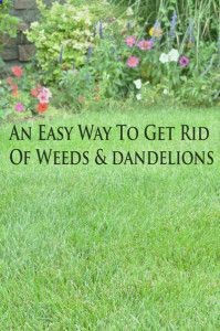 An easy way to get rid of weeds  dandelions