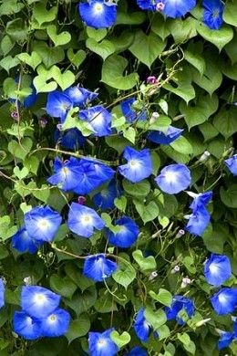 Top 10 Best Climbing Plants