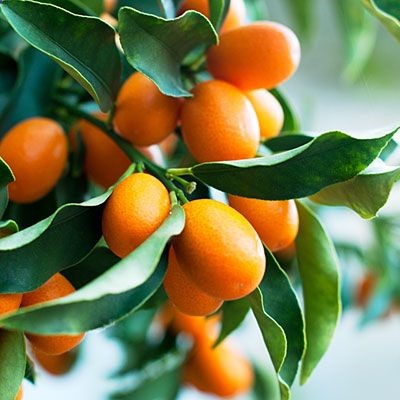 7 best citrus trees to grow and how to grow them #edible #food #fruit #gardening