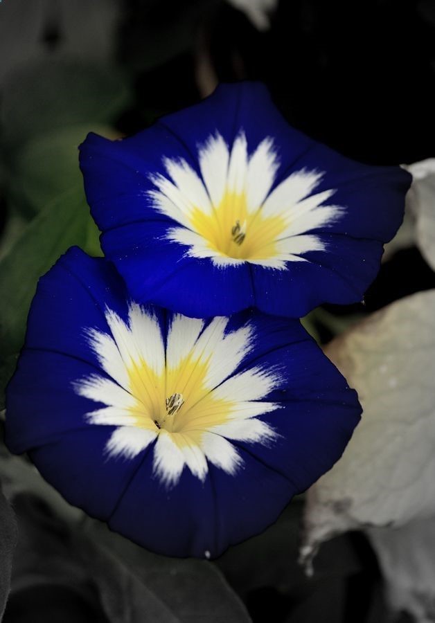 ~~Blue Ensign Morning Glory~~I have grown these often and direct seed is best. Diana
