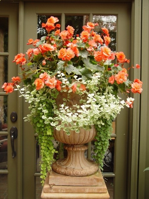 Beautiful..orange begonia, varigated licorice vine, creeping jenny…