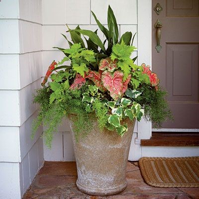 Shade container idea: Whats In The Pot? Wasabi coleus, Cast-iron plant, Pink Beauty caladium, Variegated Algerian ivy, Asparagus fern