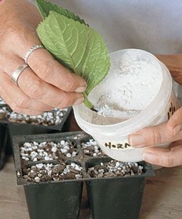 How to Grow a Shrub from a Cutting. Also gives 37 shrubs that grow well from cuttings.