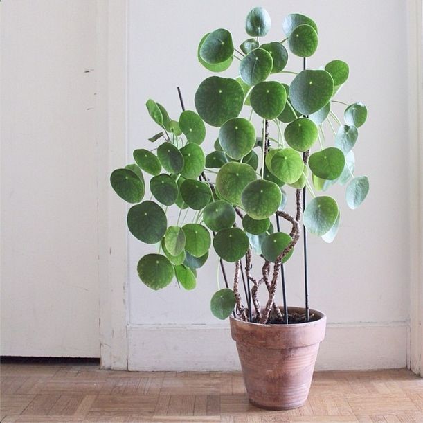 // Pilea